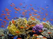 diving-underwater-reef-coral-694689.jpg