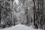 snow-forest-road-winter-nature-981720.jpg