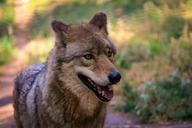 wolf-zoo-gray-wolf-974056.jpg