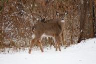 deer-white-tailed-deer-woods-314966.jpg