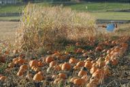 pumpkin-patch-pumpkins-growing-568729.jpg