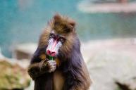 mandrill-portrait-primate-mammal-985645.jpg