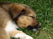 puppy-young-dog-cute-dog-young-374997.jpg