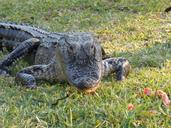 alligator-animal-hir-nature-foot-113547.jpg