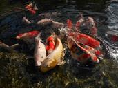 carp-koi-aquarium-fish-fish-pond-1609647.jpg