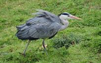 heron-grey-beak-feather-372544.jpg