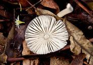 fungus-round-white-australia-wild-415524.jpg