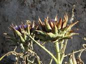 artichoke-plant-vegetables-374152.jpg