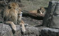 lions-pride-wildlife-lion-king-538334.jpg