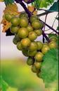 grapes-scupernongs-green-orchard-644369.jpg