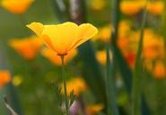 iceland-poppy-poppy-flower-meadow-518195.jpg