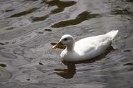 duck-water-bird-water-swim-bill-547710.jpg