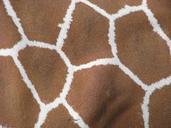 giraffe-animal-skin-nature-zoo-401032.jpg