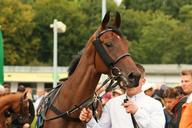 racehorse-horse-horse-head-1273204.jpg