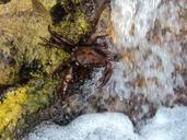 crab-shellfish-crustacean-waterfall-405179.jpg