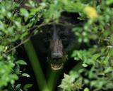 black-bear-portrait-head-face-1019046.jpg