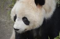 panda-animal-bear-wildlife-chinese-300943.jpg