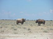 Black rhinos at Etosha National Park03.JPG