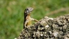 reptile-lizard-fauna-nature-iguana-833914.jpg