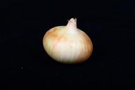 onion-vegetable-food-371904.jpg