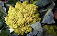 roman-cauliflower-cauliflower-1522873.jpg