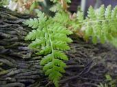 ferns-leaves-bark-trees-plants-168601.jpg