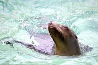 sea-lion-water-swim-play-1385659.jpg