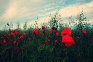 red-roses-flowers-garden-nature-923256.jpg