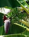 banana-blossom-fruits-green-326365.jpg