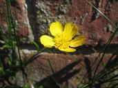 buttercup-wallflower-blossom-bloom-1363846.jpg