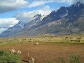 patagonia-alpacas-mountains-chile-303342.jpg