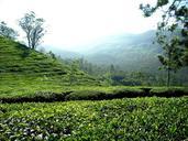 tea-plantation-tea-plantation-india-354319.jpg