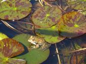 frog-lily-leaves-water-lily-aquatic-435860.jpg