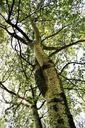 birch-birch-tree-tree-branches-424596.jpg