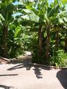 banana-plantation-banana-path-168592.jpg