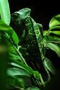 chameleon-reptile-animal-green-101267.jpg