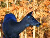 deer-wildlife-animals-doe-nature-191084.jpg