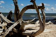 baltic-sea-beach-driftwood-908936.jpg