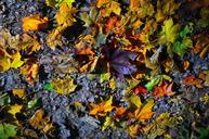 autumn-leaves-sheet-autumn-leaf-562289.jpg