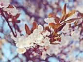 cherry-blossoms-flowers-tree-white-719336.jpg