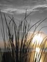 sunset-sea-nature-grass-656308.jpg