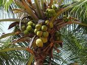 coconut-bunch-green-nuts-fruits-674239.jpg