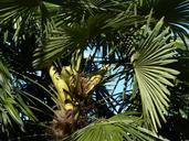 palm-tree-date-palm-shade-tree-357604.jpg