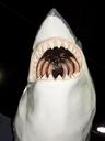 shark-mouth-dangerous-big-jaws-197191.jpg