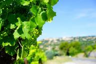 vines-grapes-mature-green-gordes-1469721.jpg