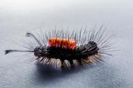 caterpillar-hairy-prickly-close-301282.jpg