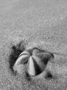 shell-sea-summer-travel-sand-1087777.jpg