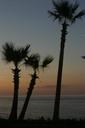 palm-trees-ocean-tropical-beach-409920.jpg