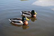 ducks-water-nature-bird-wildlife-652699.jpg