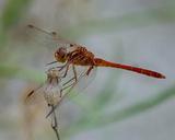 dragonfly-insect-wild-nature-403728.jpg